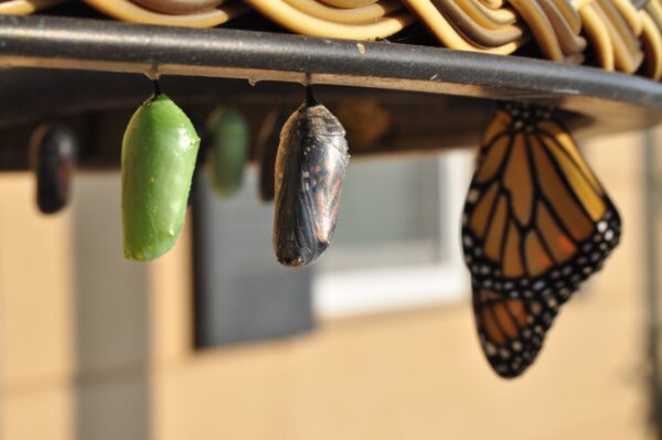 cocoon to butterfly